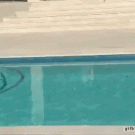 Cat escapes dog by surfing across the swimming pool