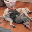 Kid and dog dog back scratching teamwork