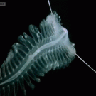 Deep sea alien worm - Tomopteris