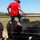 Kid bull riding fail