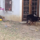 Lion cub sneaks up on dog and scares it