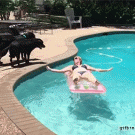 Dog wearing shark fin jumps on woman in pool