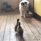 Cat runs from ducklings