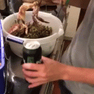 Crab opens a beer