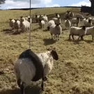 Sheep stuck on a tire swing