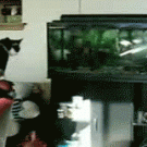 Cat vs. fish tank