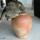 Cat crawls in a vase