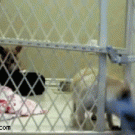Chihuahua escapes confinement
