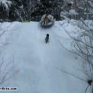 Dog gets hit by sled