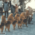 The canine centipede