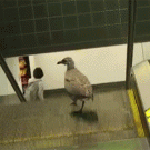 Seagull on an escalator