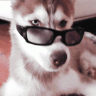 Husky with sunglasses