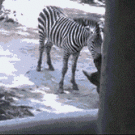 Zebra bites rhino's horn