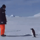 Penguin attacks man