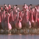 Flamingo mating dance