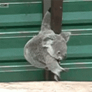 Baby koala climbing 