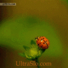 Ultra slo-mo: Ladybug takes off