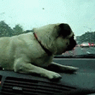 Pug vs. windshield wipers