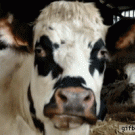 Cow chewing