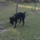 Dog pees on electric fence