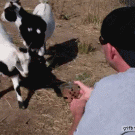 Fainting baby goat