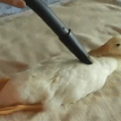 Vacuuming a duck