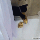 Cat takes an accidental bath