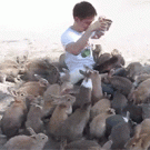 Rabbits cover man during feeding frenzy