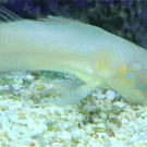 Goby fish sifting sand