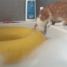 Cat jumps in bath tub, instantly regrets it
