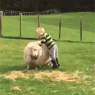 Kid takes off on sheep