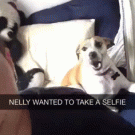 Dog participates in selfie