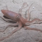 Octopus hides under sand
