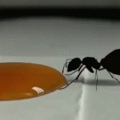Honeypot ant queen drinking honey