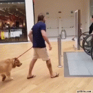 Big dog gets carried up escalator