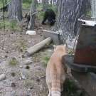 Cat chases bear up tree