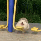 Puppy on a swing