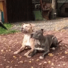 Synchronized dogs