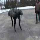 Big Dog robot balance demonstration