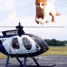 Cat on helicopter