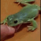 Om nom frog