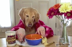 Funny Gifs thread - The Dog's Breakfast - Bomberblitz