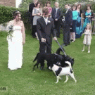 Wedding dog marks territory