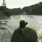 Fish jumps on guy