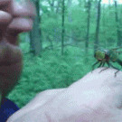 Dragonfly high-five