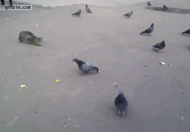 Cat Catching Pigeon Fail | Best Funny Gifs Updated Daily