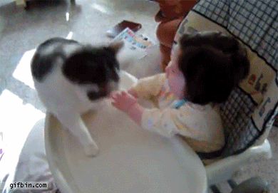 Cat And Baby GIFs