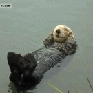 Sea otter chillin' in the water