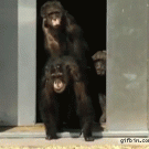 Lab chimps see daylight for the first time