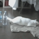 Paranoid cat scares itself with bottle